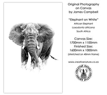Large Format Canvas - Elephant on White