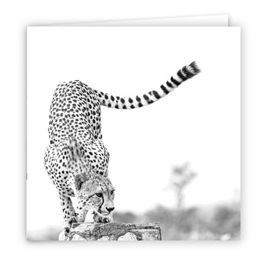 Large Greeting Card GC146 Cheetah