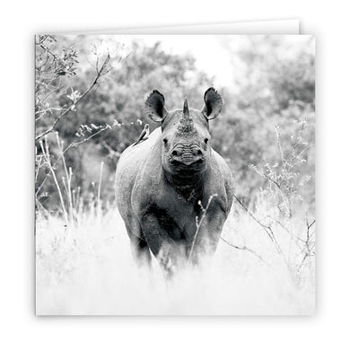 Large Greeting Card GC167 Black Rhinoceros