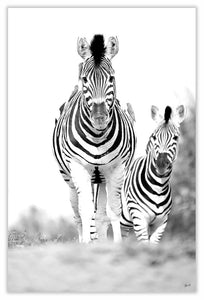 Art Print 590mm x 390mm BW03 Zebra