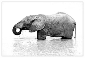 Art Print 590mm x 390mm BW07 Elephant