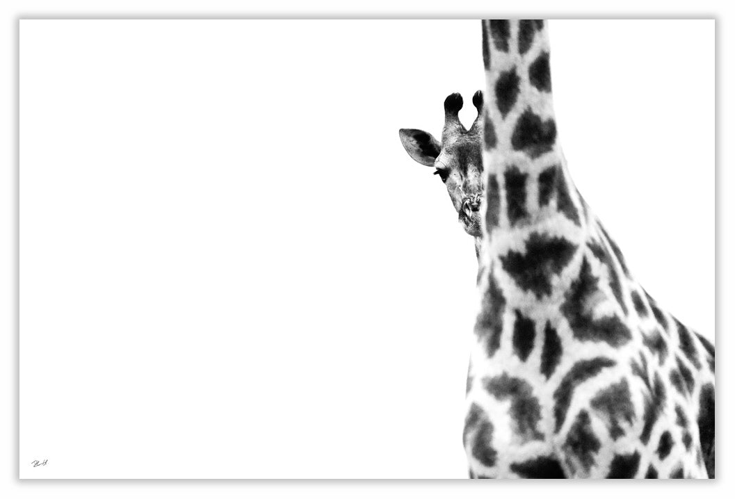 Art Print 590mm x 390mm BW13 Giraffe