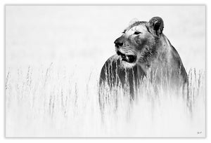 Art Print 590mm x 390mm BW14 Lioness