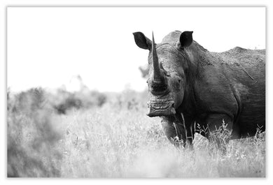 Art Print 590mm x 390mm BW16 White Rhino