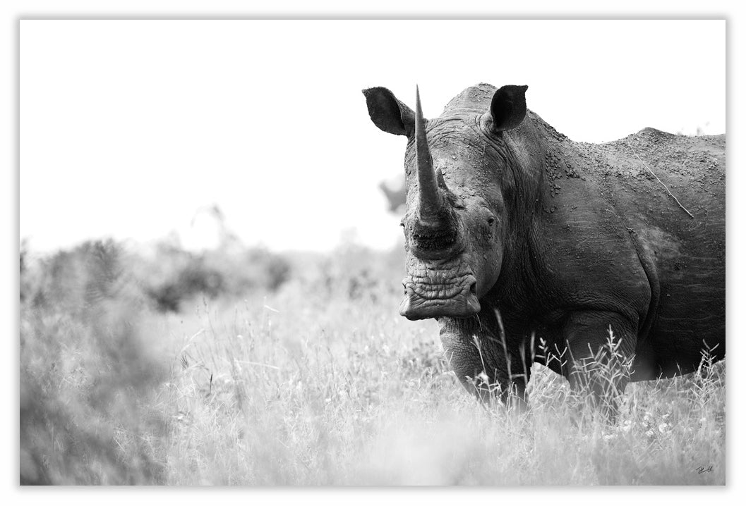 Art Print 590mm x 390mm BW16 White Rhino