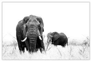 Art Print 590mm x 390mm BW17 African Elephant