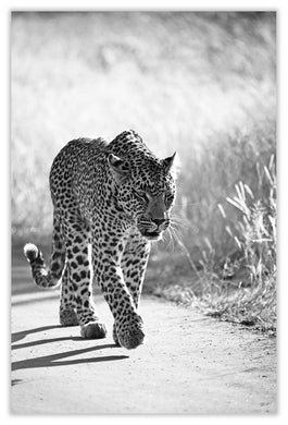 Art Print 590mm x 390mm BW18 Leopard