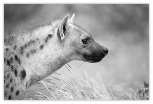 Art Print 590mm x 390mm BW19 Spotted Hyena