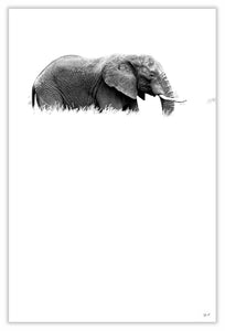 Art Print 590mm x 390mm BW20 African Elephant