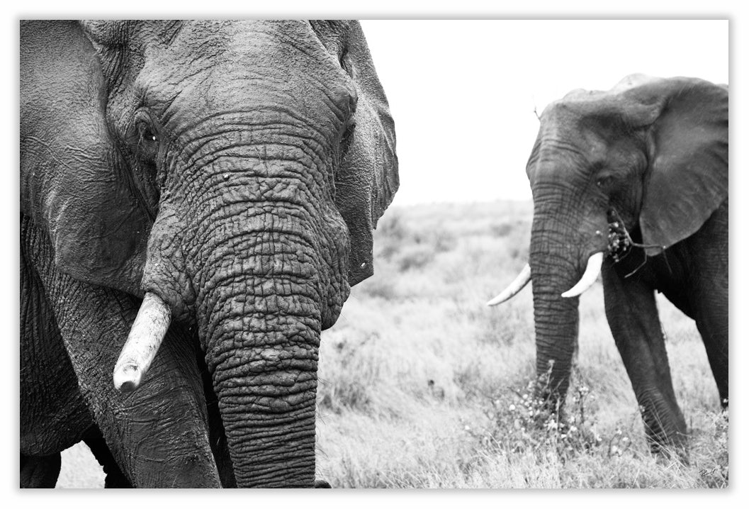 Art Print 590mm x 390mm BW21 African Elephant
