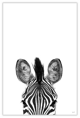 Art Print 590mm x 390mm BW22 Zebra