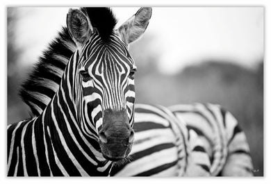 Art Print 590mm x 390mm BW23 Zebra