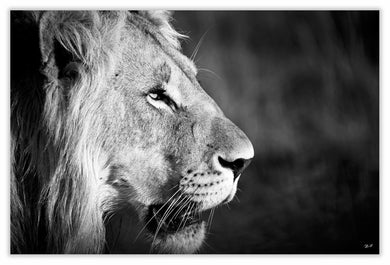 Art Print 590mm x 390mm BW24 Lion