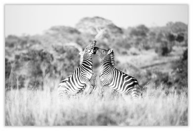 Art Print 590mm x 390mm BW26 Zebra