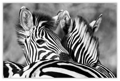 Art Print 590mm x 390mm BW27 Zebra