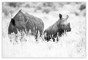 Art Print 590mm x 390mm BW33 White Rhinoceros