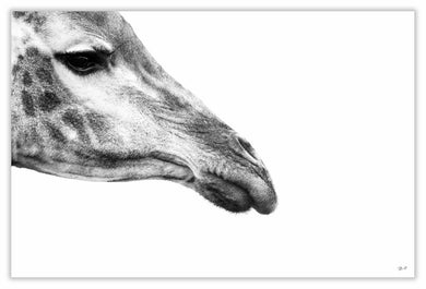 Art Print 590mm x 390mm BW34 Giraffe