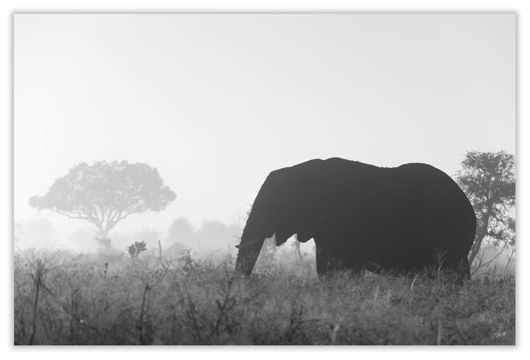Art Print 590mm x 390mm BW35 African Elephant
