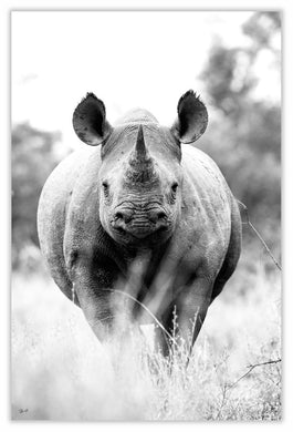 Art Print 590mm x 390mm BW38 Black Rhinoceros