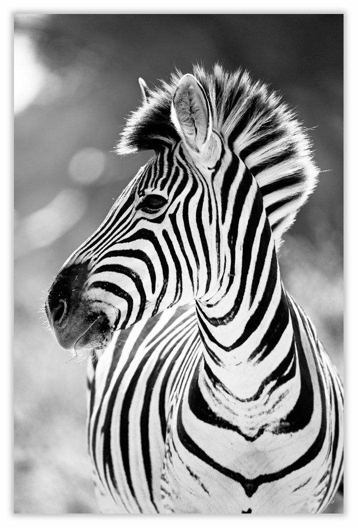 Art Print 590mm x 390mm BW39 Zebra