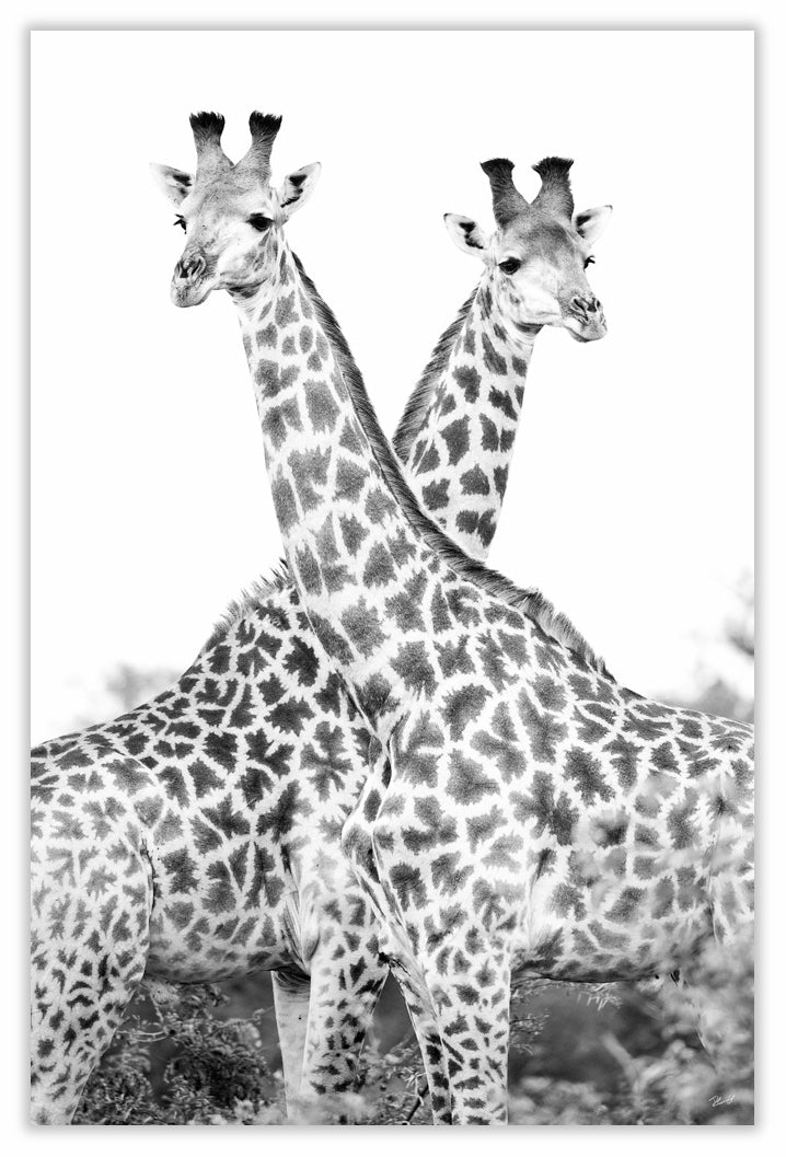 Art Print 590mm x 390mm BW42 Giraffe