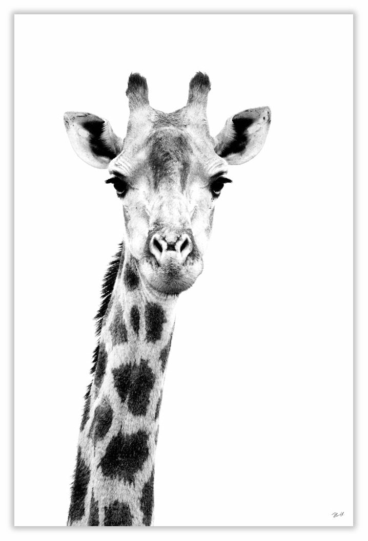 Art Print 590mm x 390mm BW46 Giraffe