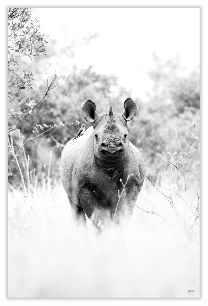 Art Print 590mm x 390mm BW47 Black Rhinoceros