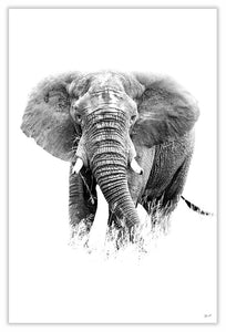 Art Print 590mm x 390mm BW48 African Elephant