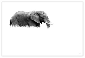Art Print 590mm x 390mm BW49 African Elephant