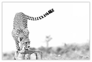 Art Print 590mm x 390mm BW50 Cheetah