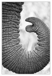 Art Print 590mm x 390mm BW51 African Elephant