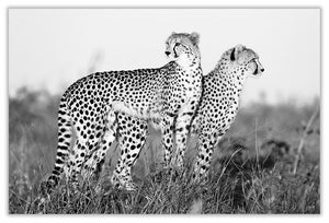 Art Print 590mm x 390mm BW57 Cheetah