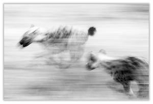 Art Print 590mm x 390mm BW58 Spotted Hyena