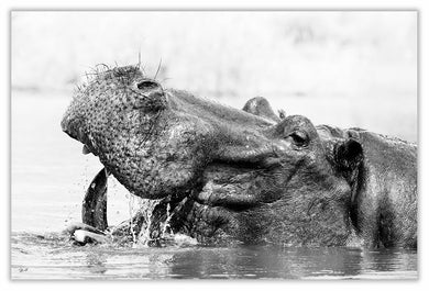 Art Print 590mm x 390mm BW59 Hippopotamus