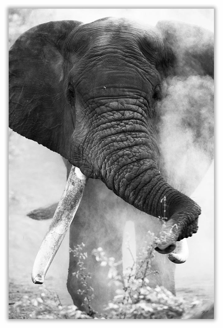 Art Print 590mm x 390mm BW64 African Elephant