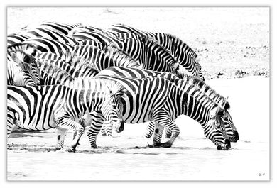 Art Print 590mm x 390mm BW67 Zebra