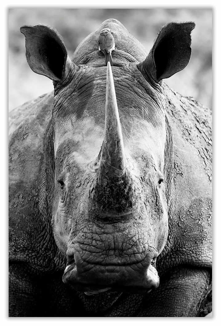 Art Print 590mm x 390mm BW69 White Rhinoceros