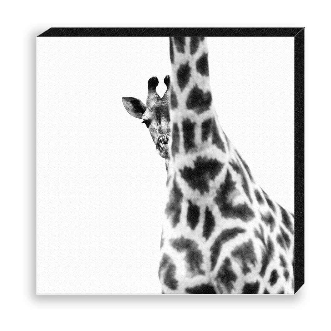 CANVAS 30*30 BW01 Giraffe