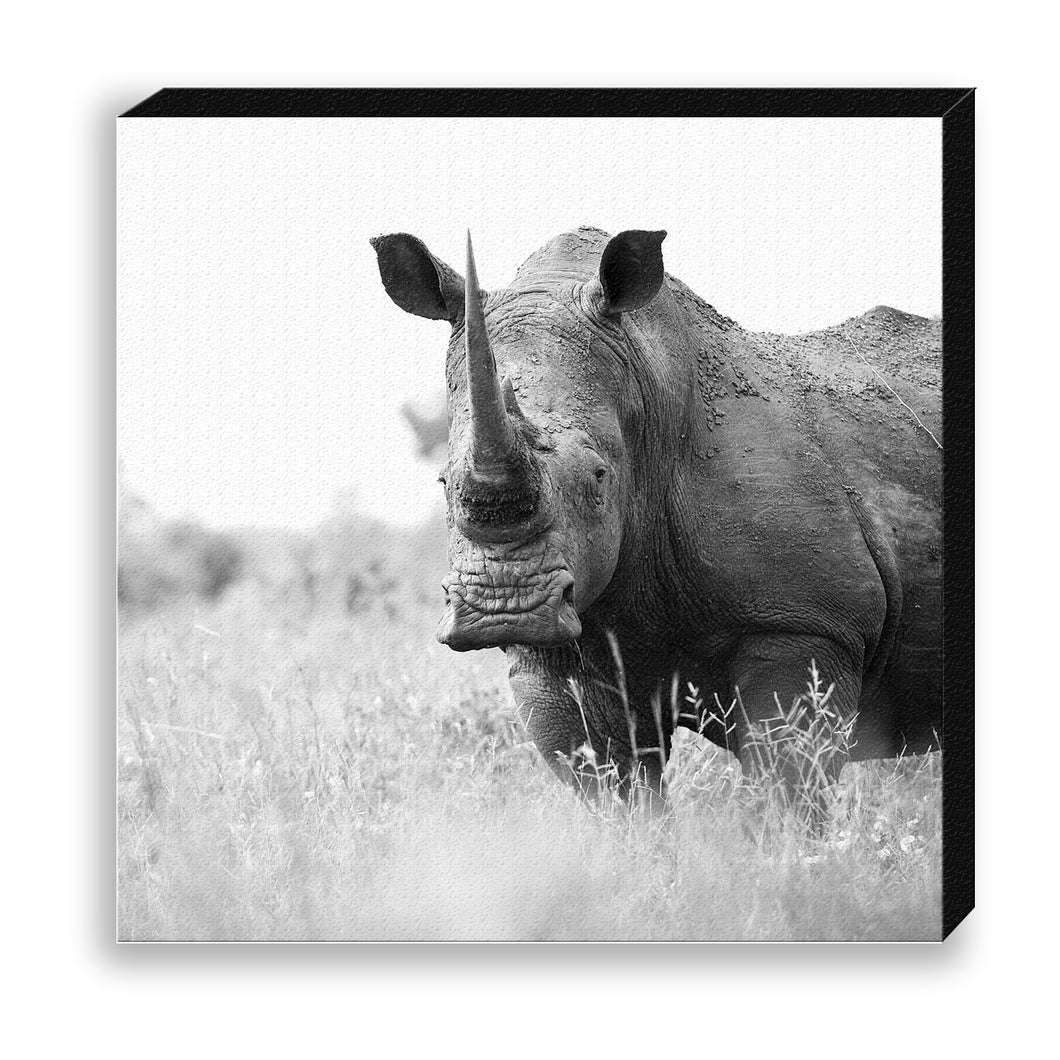 CANVAS 30*30 BW04 White Rhinoceros