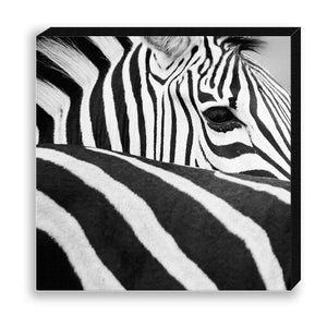 CANVAS 30*30 BW16 Zebra