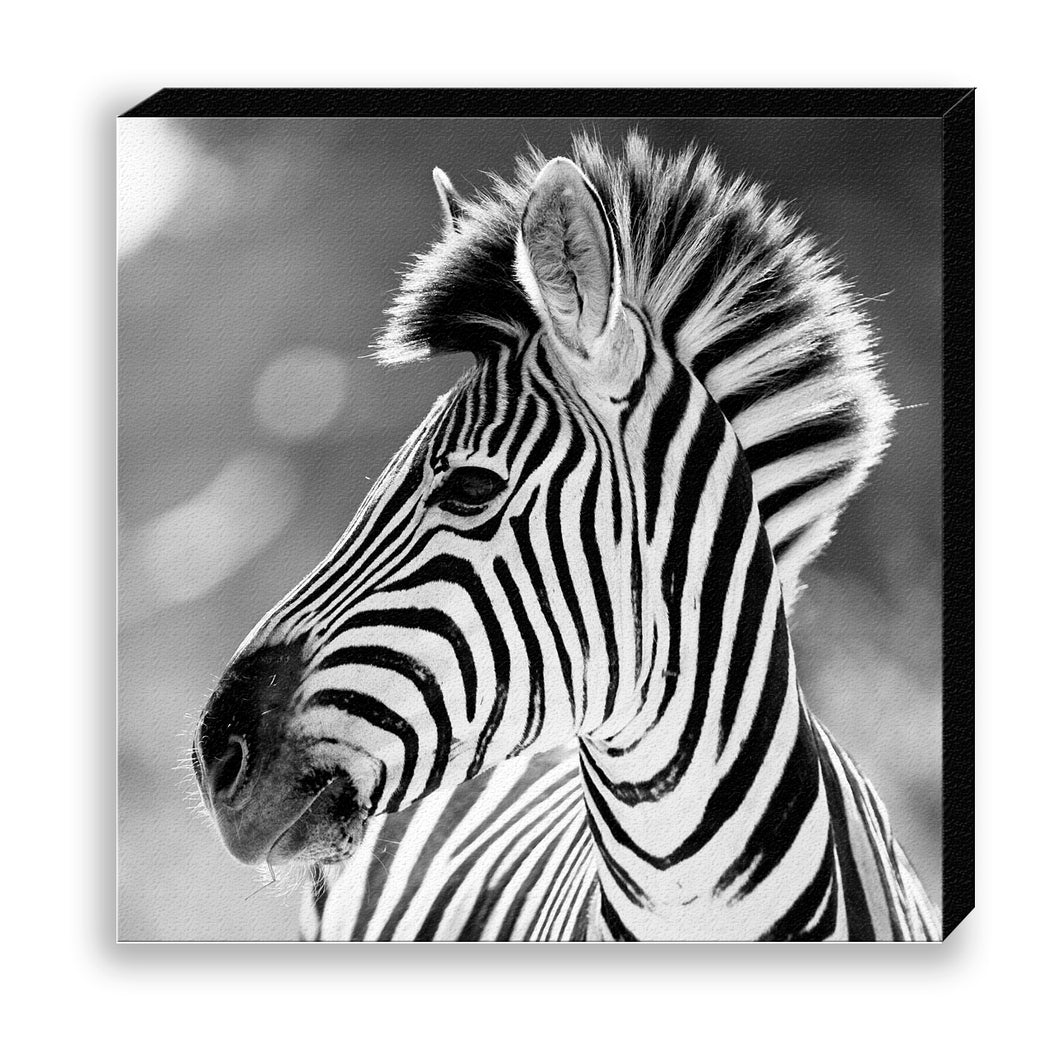 CANVAS 30*30 BW22 Zebra
