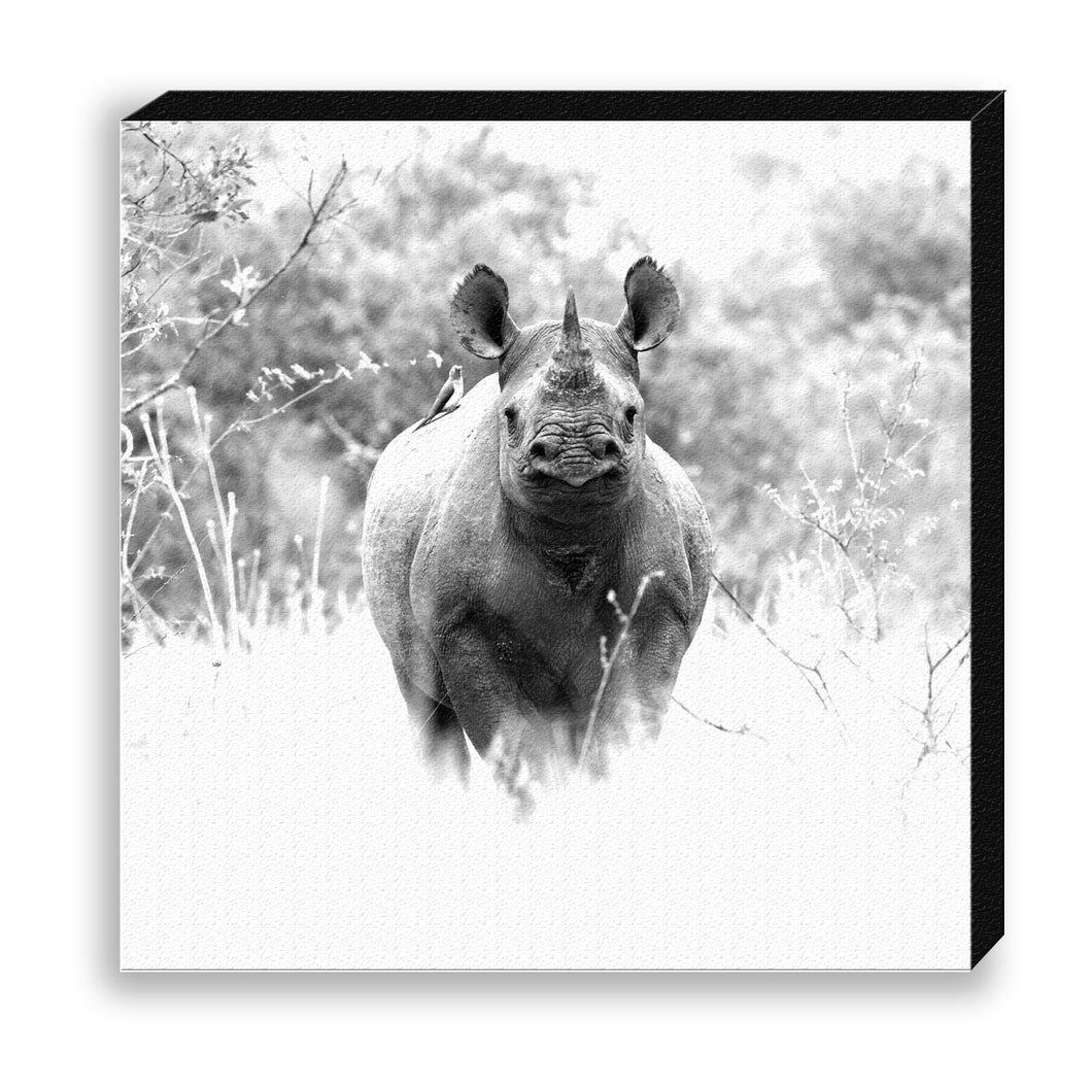 CANVAS 30*30 BW26 Black Rhinoceros