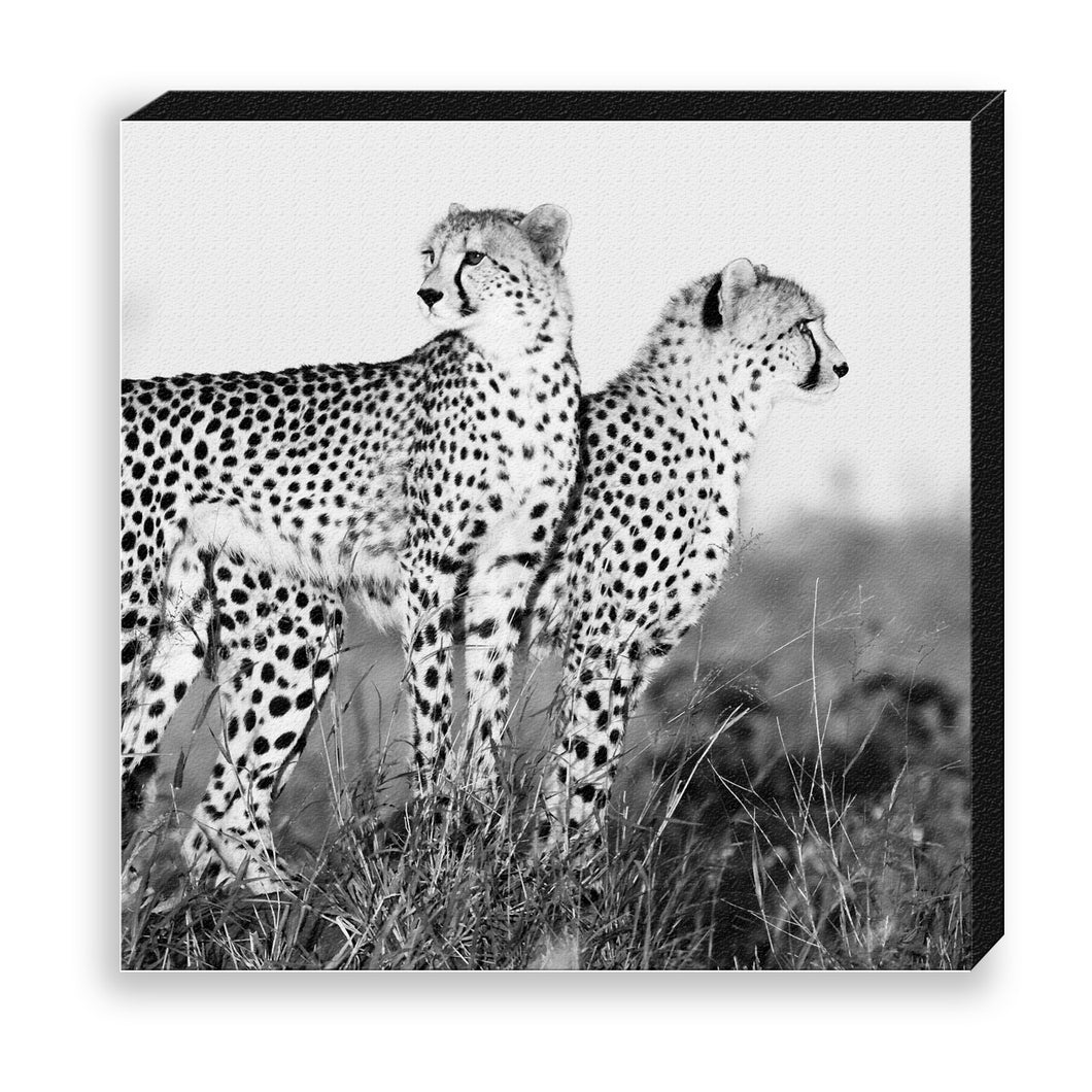 CANVAS 30*30 BW34 Cheetah