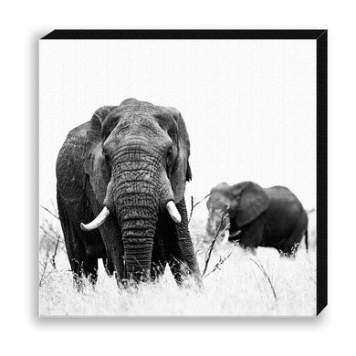 CANVAS 30*30 BW43 African Elephant