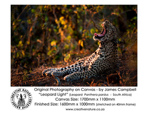 Large Format Canvas - Leopard Light