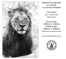 Large Format Canvas - Lion Stare