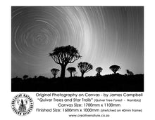 Large Format Canvas - Quiver Trees and Star Trails