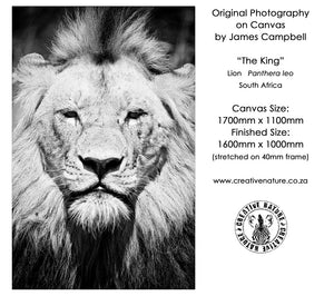 Large Format Canvas - The King
