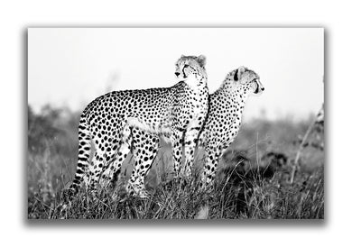 Large Format Canvas - Cheetah Mound