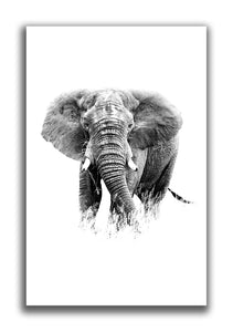 Large Format Canvas - Elephant on White